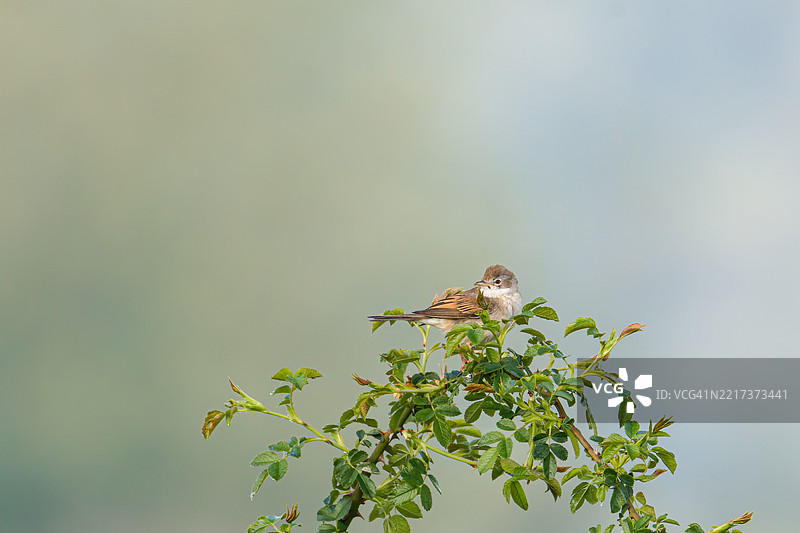 普通白喉歌鸲（Curruca communis）是一种常见且分布广泛的典型莺类。图片素材