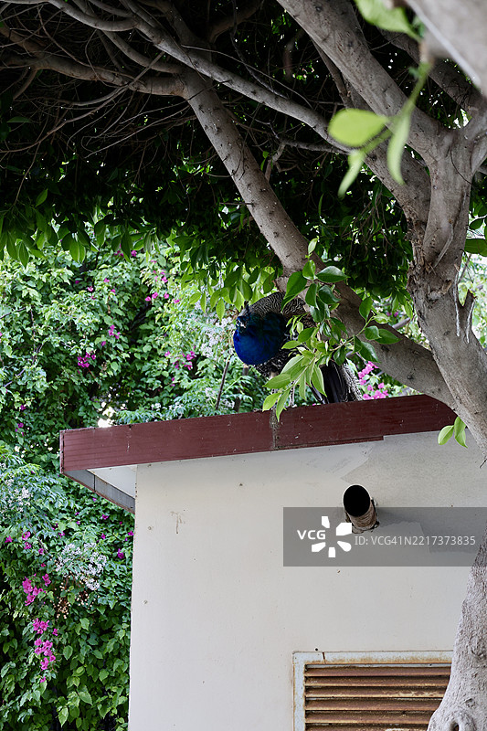 孔雀正坐在树上图片素材