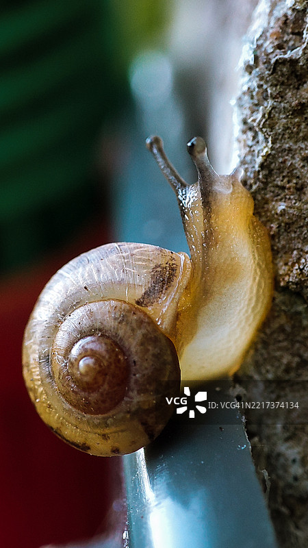 蜗牛特写镜头图片素材