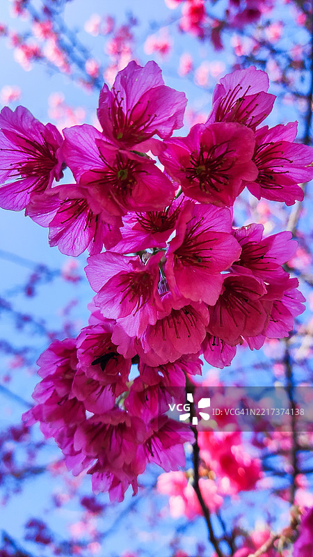 粉色樱花特写图片素材