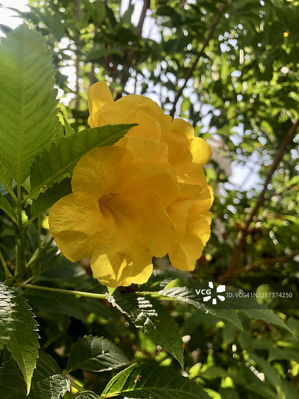 黄色玫瑰的特写，埃及亚历山大图片素材