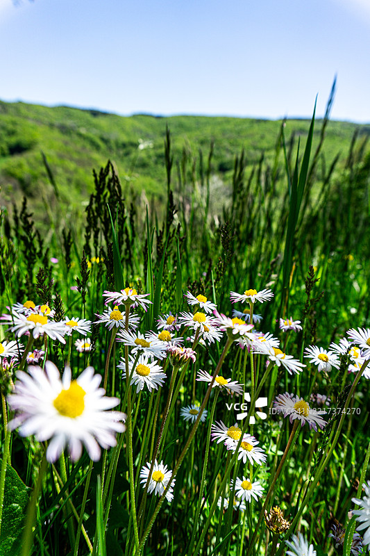 意大利田野上白色开花植物的特写，背景是天空图片素材