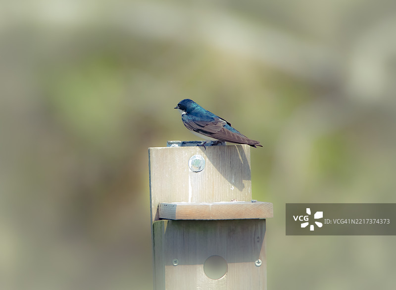 栖息在木头上的鸣禽特写，福图纳，加利福尼亚州，美国图片素材
