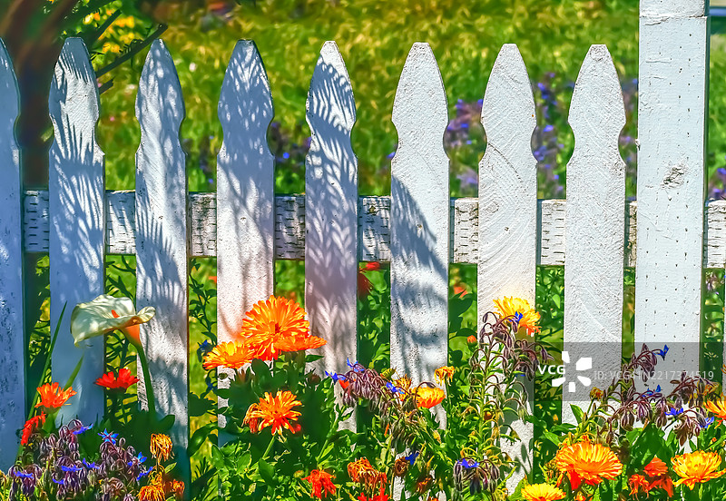 靠近栅栏的开花植物特写，费恩代尔，加利福尼亚州，美国图片素材