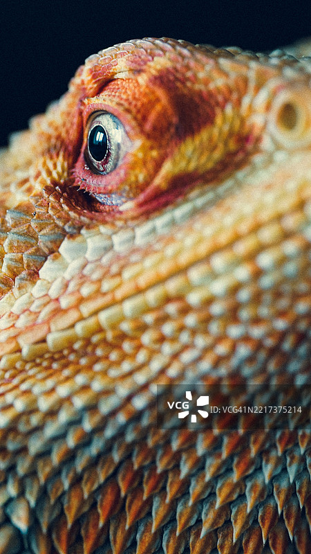 胡须龙眼睛和鳞片的特写，拉脱维亚里加图片素材