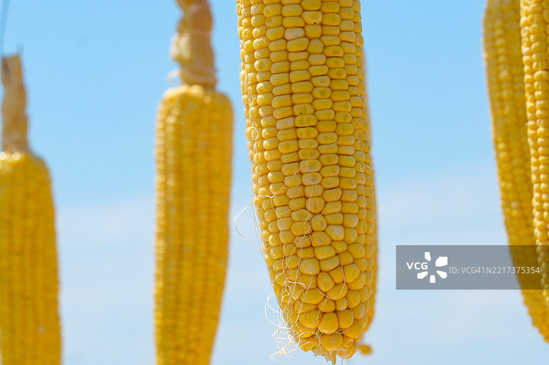 蓝天背景下的玉米特写图片素材