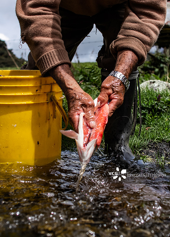 农民的手在田野的小溪中用黄色桶清洗新鲜鱼。图片素材