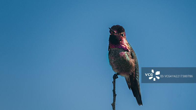 低角度视图的鸟栖息在杆子上，背景是晴朗的蓝天，摩罗湾，加利福尼亚州，美国图片素材