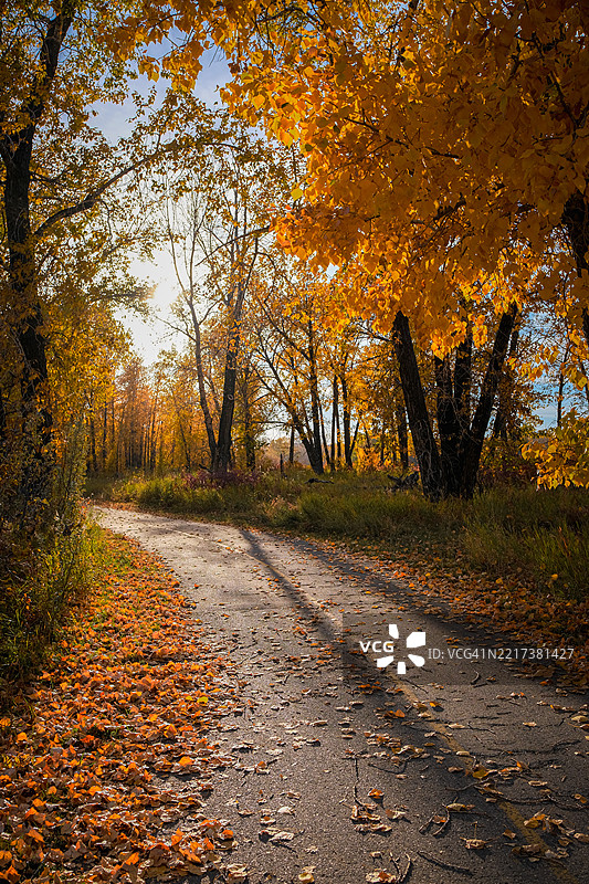 秋季的森林树木，加拿大阿尔伯塔省卡尔加里图片素材