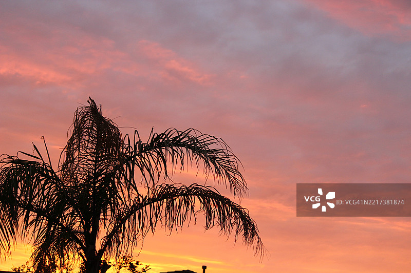 日落时分，亚利桑那州凤凰城天空中树木的剪影低角度视图图片素材