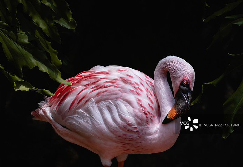 美洲大火烈鸟特写图片素材