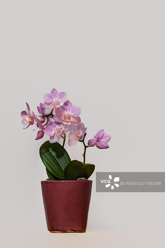 白色背景下的小型粉色兰花特写镜头图片素材