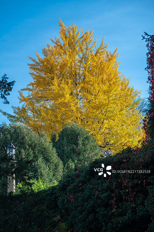 低角度视图的秋季树木与天空相映成趣图片素材