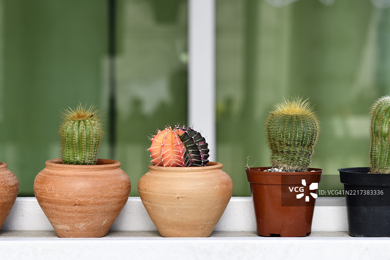 泰国盆栽植物特写图片素材