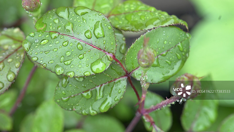 雨季期间美国湿润植物叶子的特写图片素材