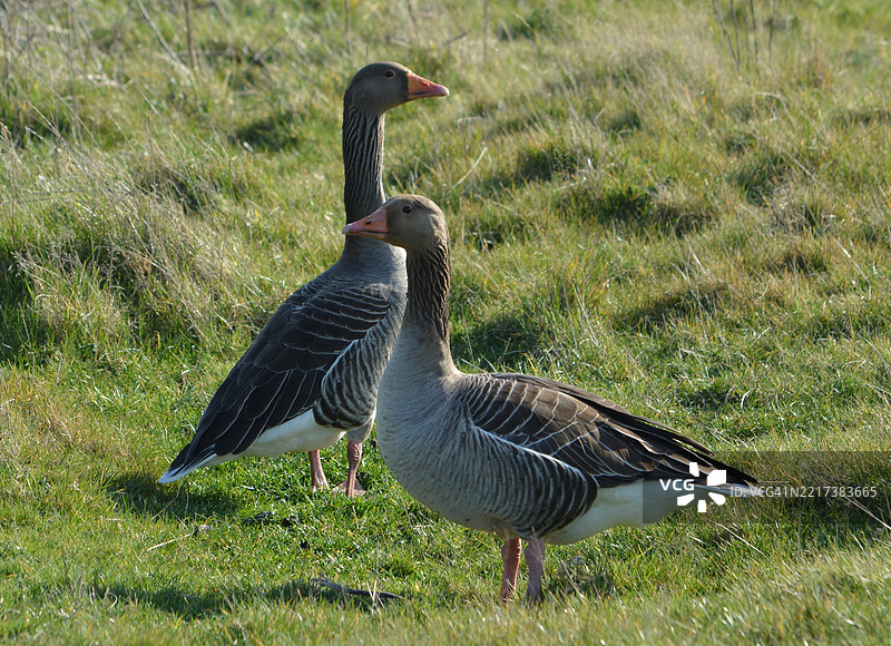 田野上水雁的特写镜头图片素材