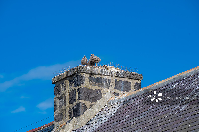 低角度视图的鸟儿栖息在建筑物上，背景是蓝天图片素材