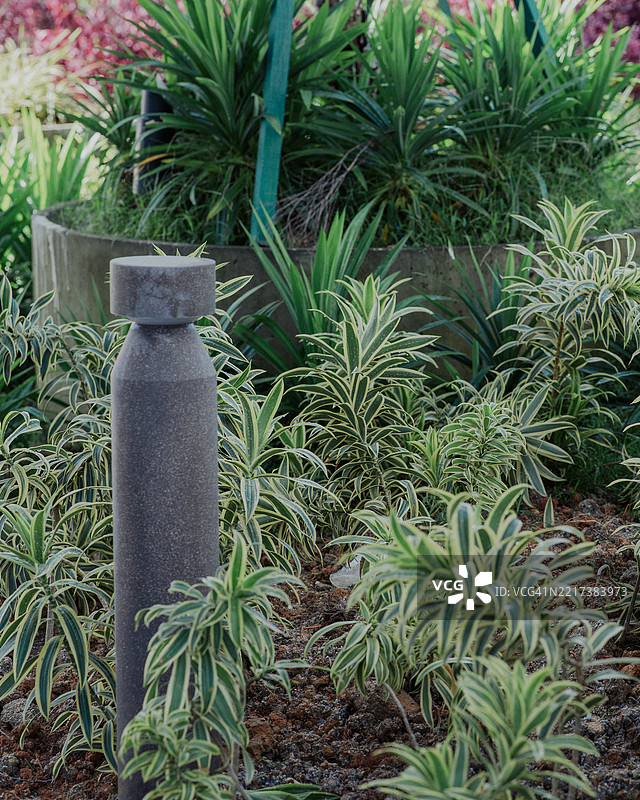 德拉卡纳·德雷门西斯或柠檬惊喜在花园中图片素材