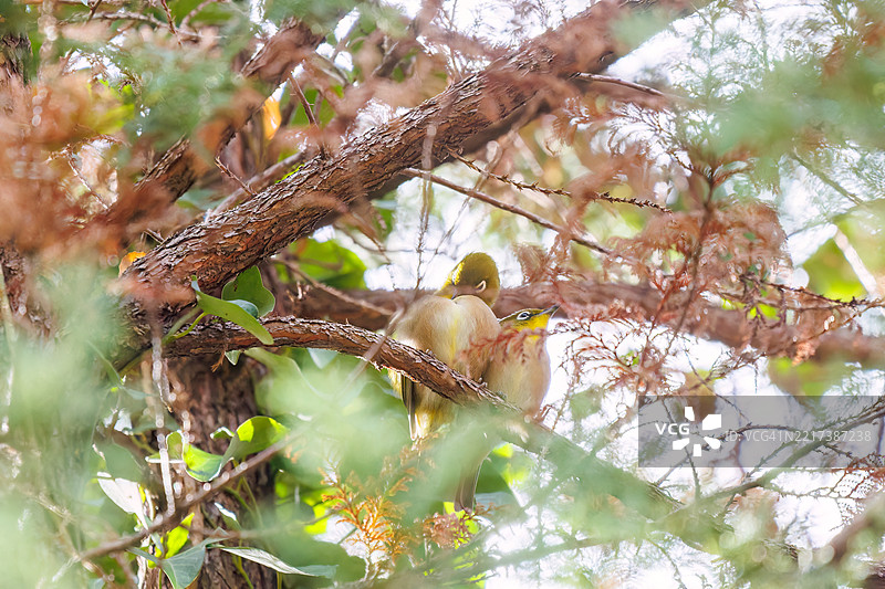 一对可爱的日本白眼（梅子科）。图片素材