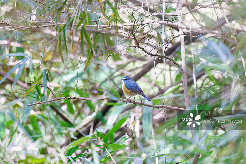 一只快乐的蓝鸟，迷人的红翅蓝尾鸲（Tarsiger cyanurus，属于捕虫鸟科）。图片素材