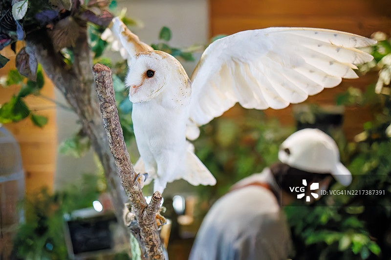 barn owl, Tyto alba 鸟。图片素材