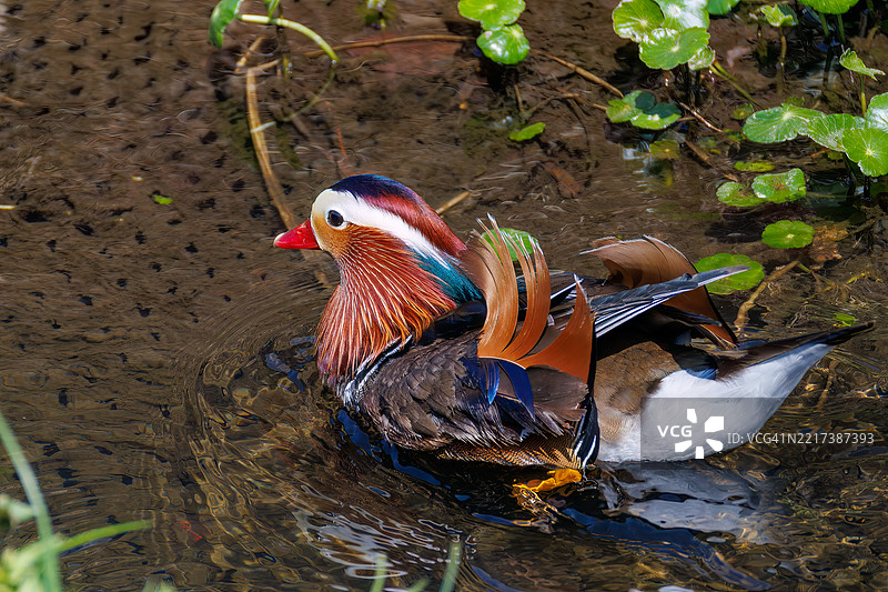 美丽的鸳鸯，鸳鸯（Aix galericulata）鸟。图片素材