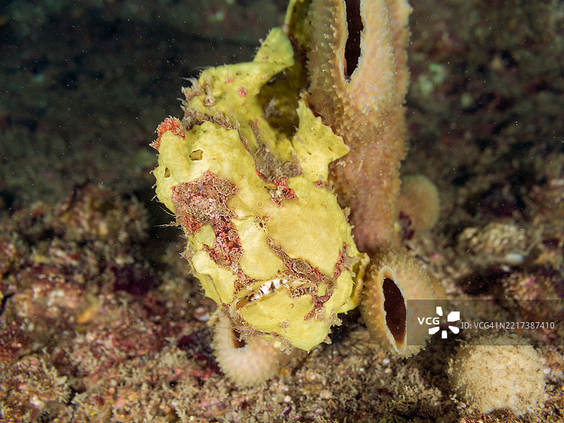 彩绘蛙鱼（Antennarius pictus），它在海绵上。图片素材