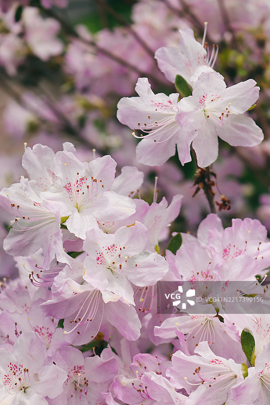 轻盈的云朵与娇嫩的杜鹃花盛开图片素材