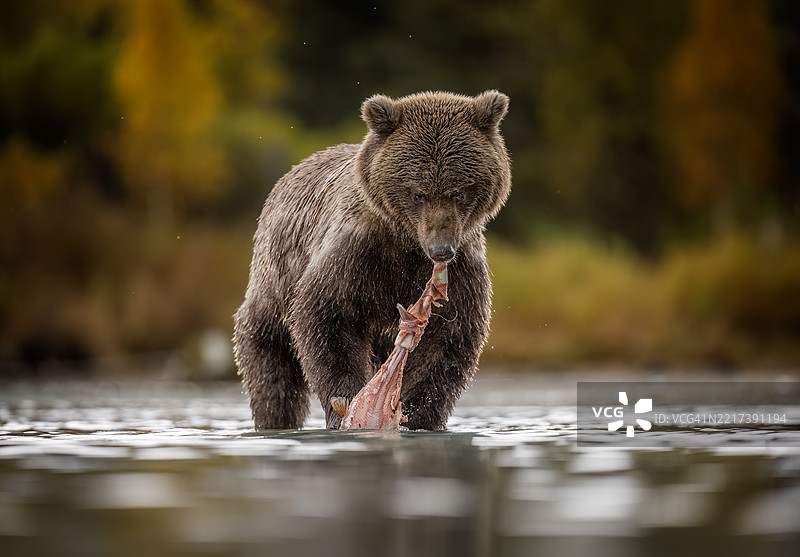 灰熊在宁静的秋季河流场景中捕食鲑鱼图片素材
