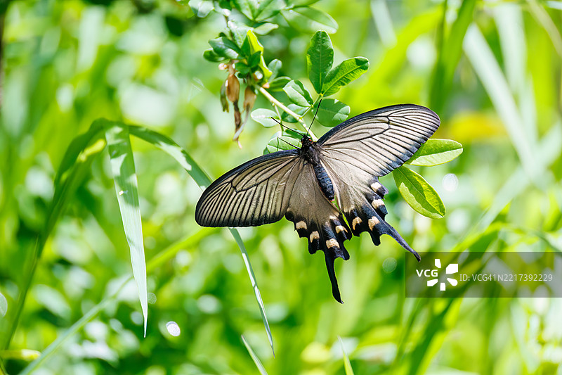 一只美丽的中国风车，阿托弗尼乌拉·阿尔西努斯，燕尾蝶在花丛中翩翩起舞。图片素材