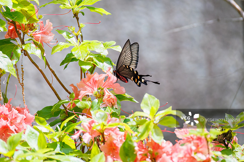 一只美丽的中国风车，阿托弗尼乌拉·阿尔西努斯，燕尾蝶在花丛中翩翩起舞。图片素材