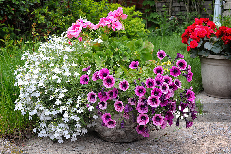 迷人的春季花园 - 洛贝利亚、加利布拉乔、天竺葵图片素材