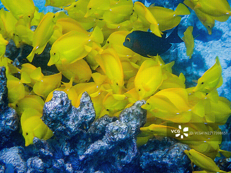 南科纳海岸著名的双步浮潜点的美丽鱼类图片素材