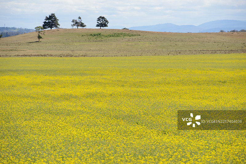 油菜花田图片素材