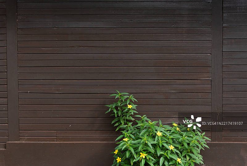 木屋旁边的植物图片素材