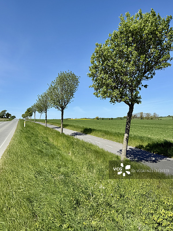 丹麦尤兰半岛萨姆瑟的特拉内比厄格，路边与自行车道之间的树木行列图片素材