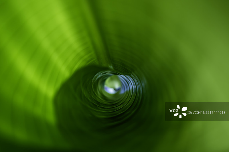 光合作用图片素材