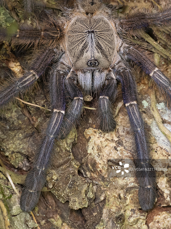 马来西亚地虎狼蛛（Omothymus schioedtei）特写图片素材