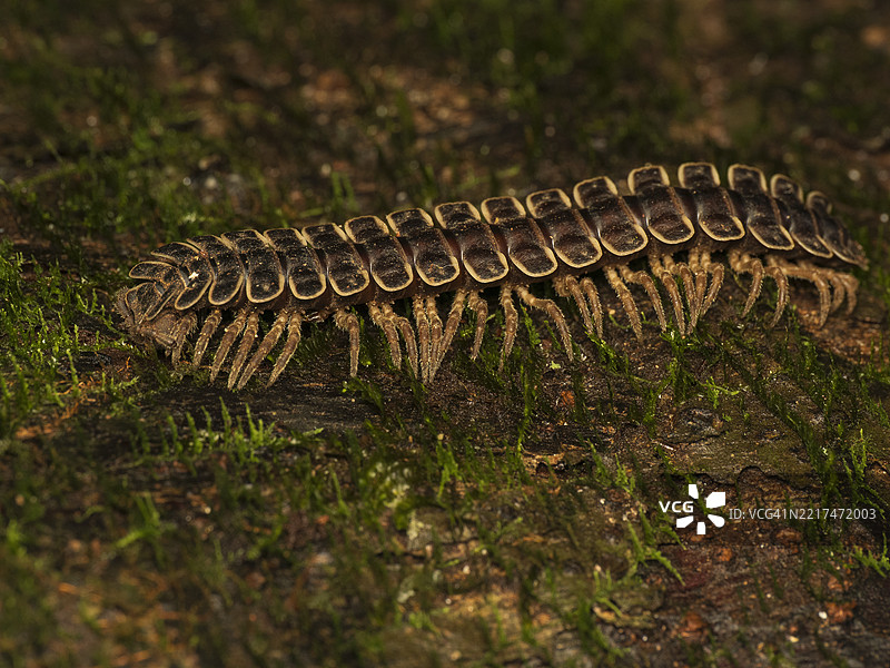 巨型千足虫，Barydesmus种类，生长在马来西亚婆罗洲的雨林地面上图片素材