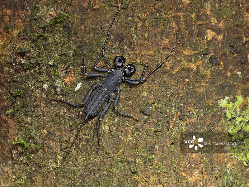 鞭蝎（Thelyphonida），婆罗洲丹纳姆谷。图片素材