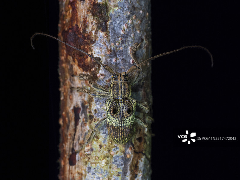 婆罗洲雨林中的长角甲虫图片素材