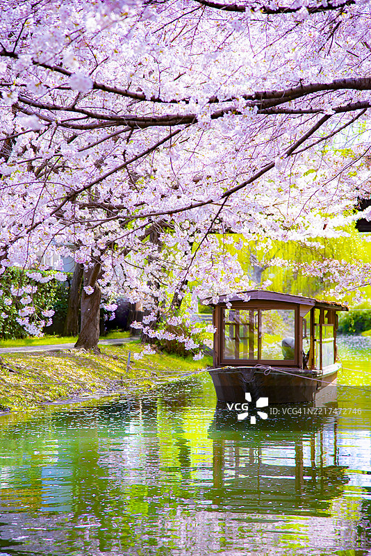 春天的伏见，传统观光船与粉色樱花树的美丽景色图片素材