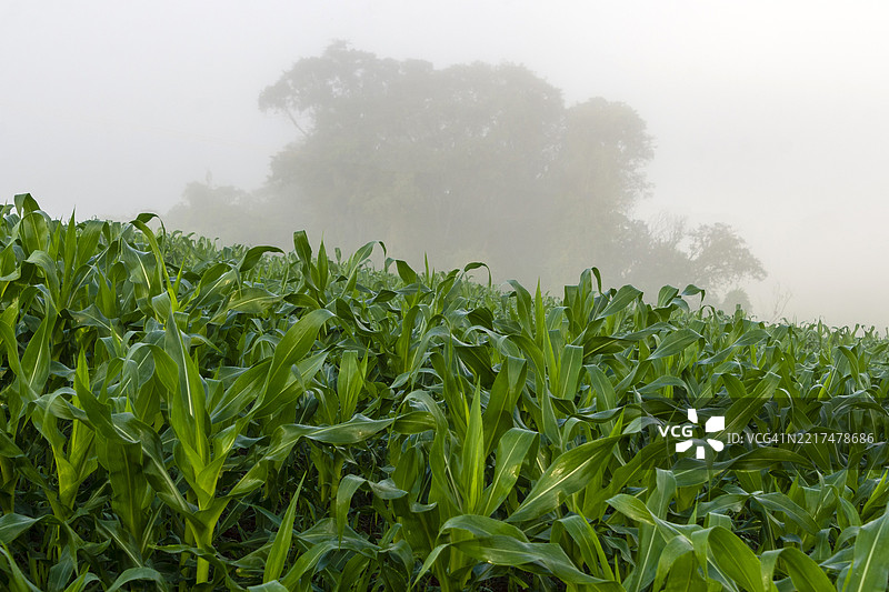 2025年巴西玉米种植园图片素材