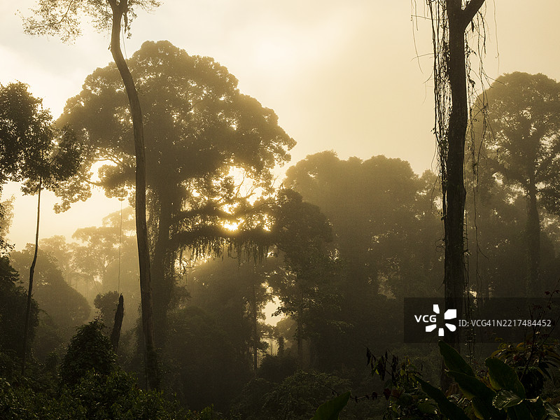 婆罗洲丹纳姆谷的雨林日出图片素材
