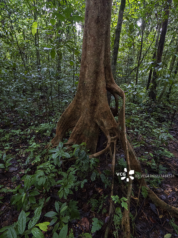 婆罗洲丹南谷的热带雨林，古老的树木和板根图片素材