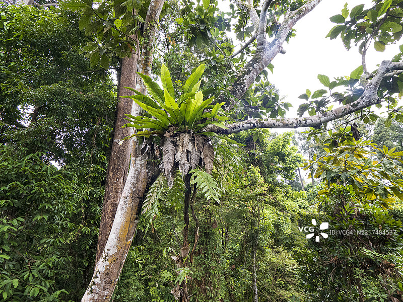 婆罗洲丹纳姆谷的热带雨林，古老的树木和板根图片素材
