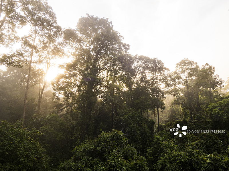 婆罗洲丹纳姆谷的雨林日出图片素材