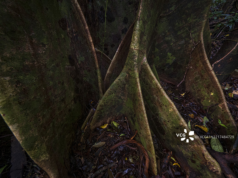 婆罗洲丹纳姆谷的热带雨林，古老的树木和板根图片素材