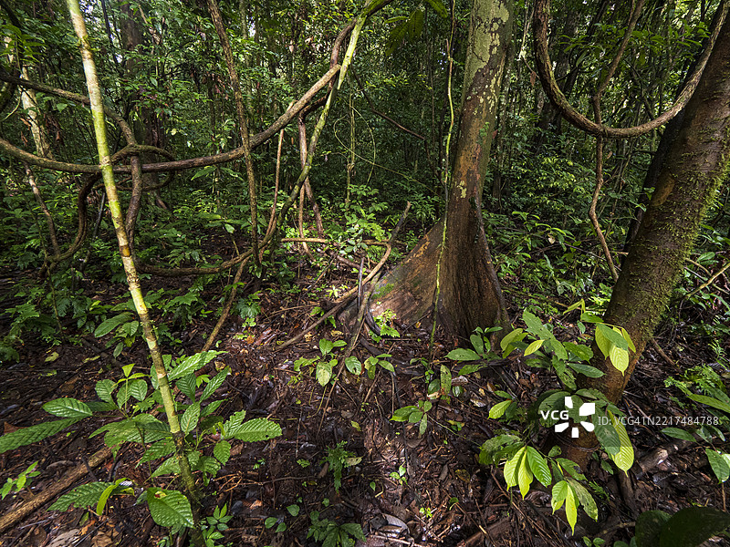 婆罗洲丹纳姆谷的热带雨林，古老的树木和板根图片素材
