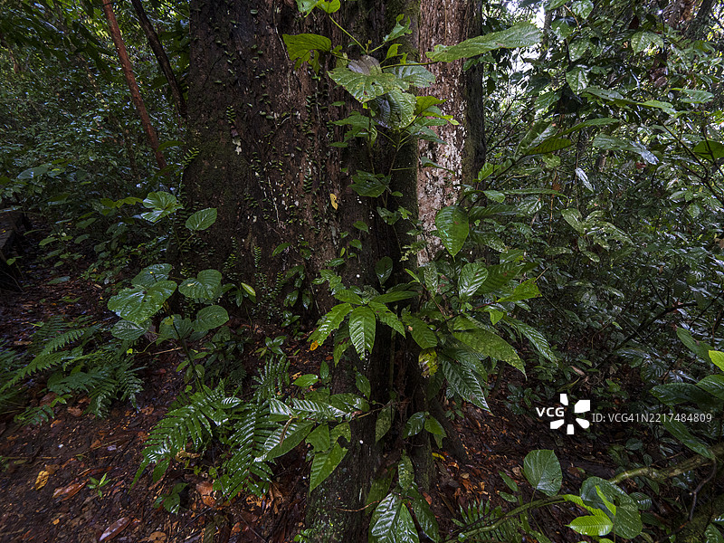 婆罗洲丹南谷的热带雨林，古老的树木和板根图片素材